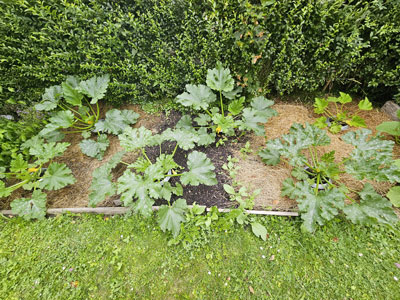 Mulchversuch mit Zucchini