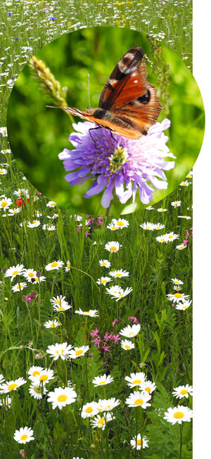 Raumberg Blumenwiese2