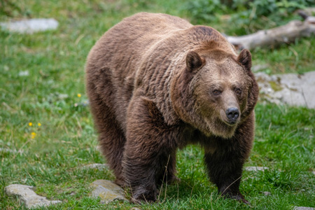 Bär